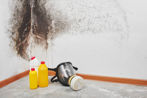 Best Office Mold Removal Services  in Hazleton, PA