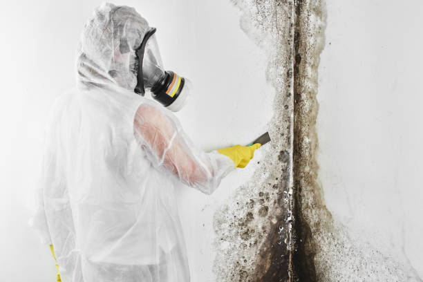 Best Mold Testing  in Hazleton, PA