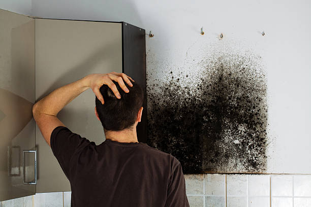 Best Professional Mold Removal  in Hazleton, PA